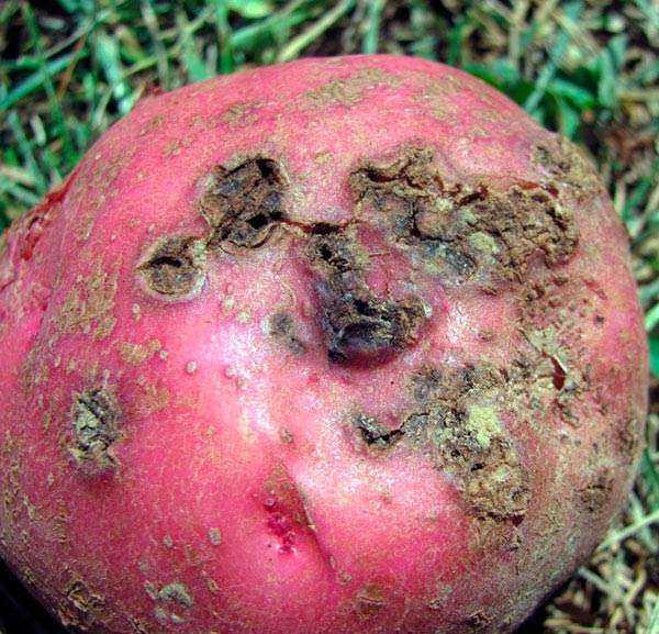 Болезни картошки и как их лечить