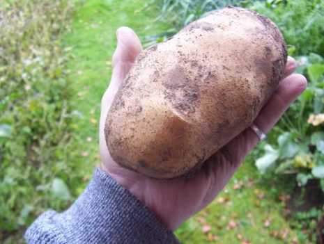 Большая Картошка Фото
