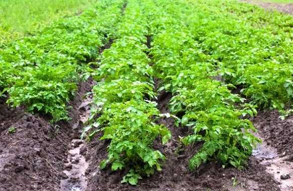 Чем обработать картошку чтобы не росла трава