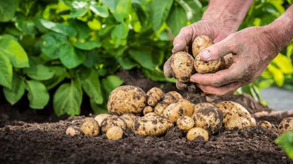 Чем удобрять картошку для хорошего урожая
