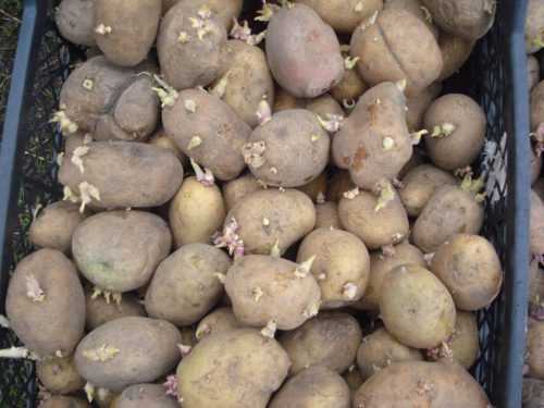 Что делать если у картошки большая ботва