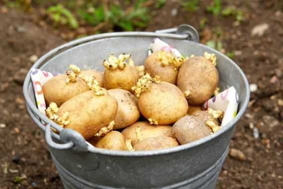 Что надо делать с картошкой весной перед посадкой