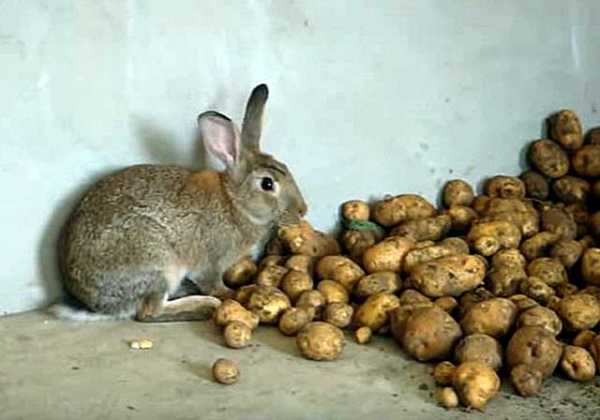 Едят ли кролики картошку сырую