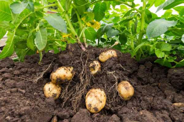 Как хранить картошку после выкапывания