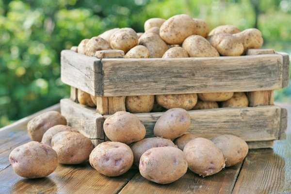 Как хранить картошку в гараже без погреба