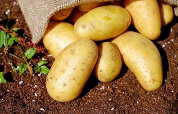 Как хранить в погребе картошку