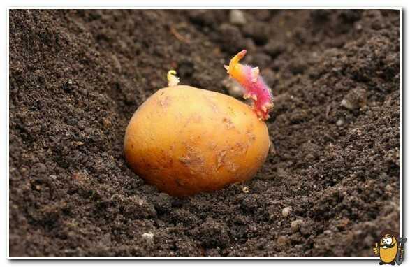 Как посадить картошку под зиму