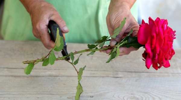 Как посадить подаренную розу в картошке