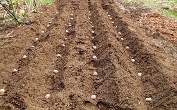 Как правильно посадить картошку расстояние между рядами