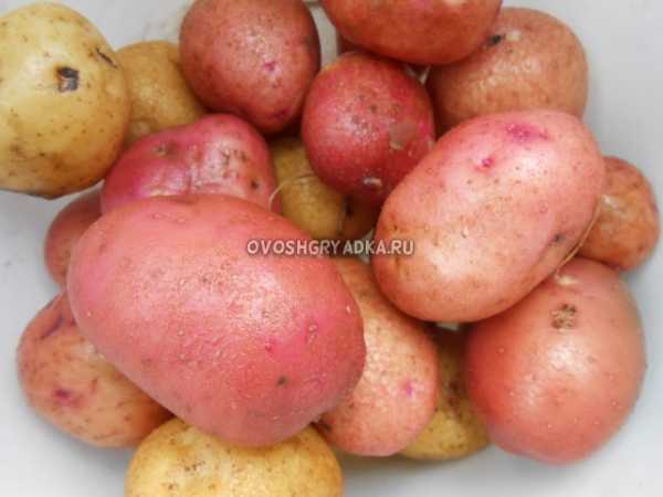 Как узнать когда копать картошку