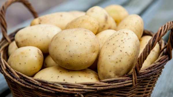 Как узнать нитраты в картошке