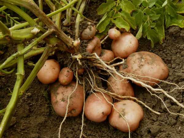 Как в картошке вырастить черенок