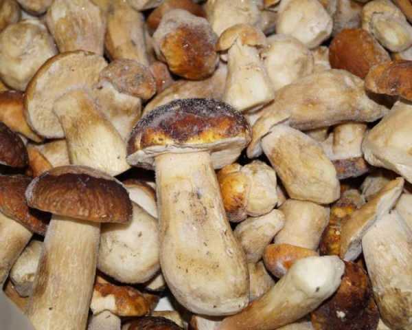 Как варить грибы для заморозки на зиму