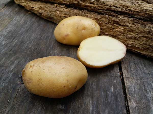 Картошка лорх характеристика