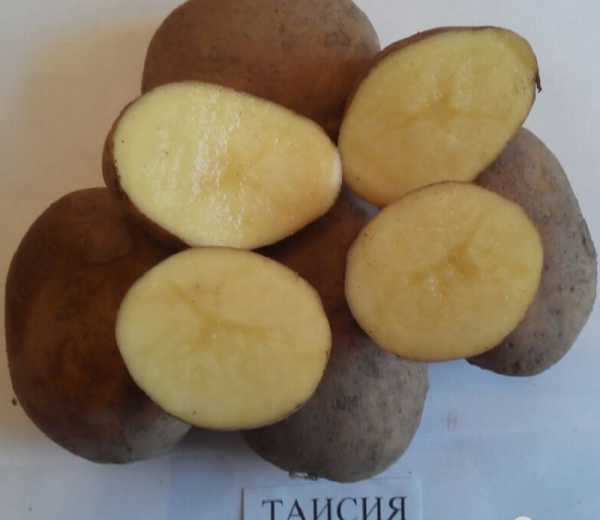 Popis plodné brambory Taisiya, podrobný popis, fotografie