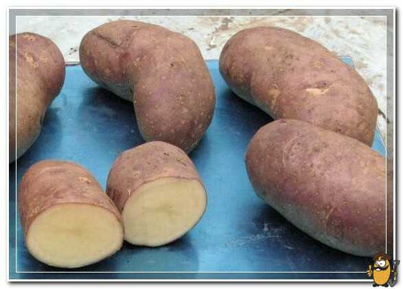 Картошка тирас характеристика