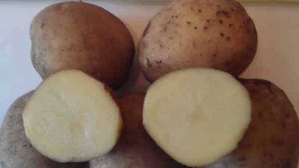 Картошка зорачка описание сорта