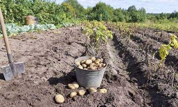 Когда надо копать картошку