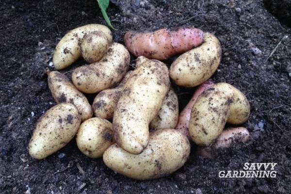 Когда убирают картошку с огорода