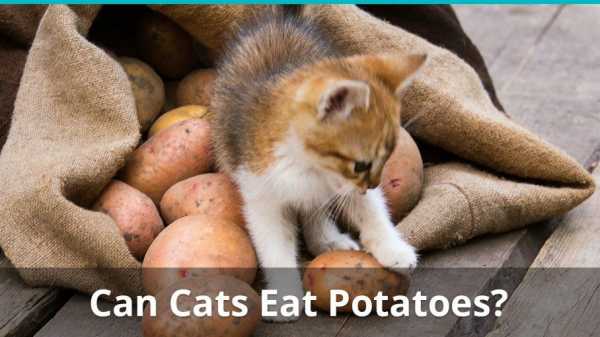 Кот ест вареную картошку