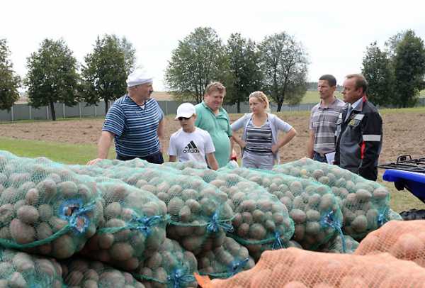 Лукашенко копает картошку