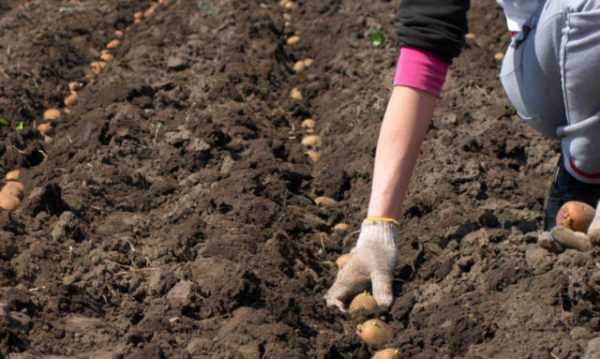 Лунный календарь для посадки картошки