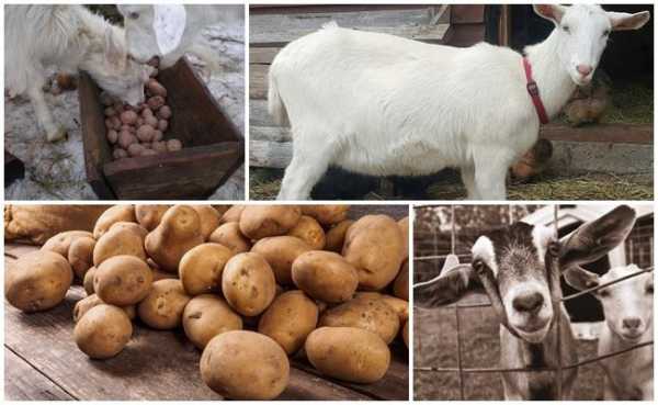 Можно ли коз кормить сырой картошкой