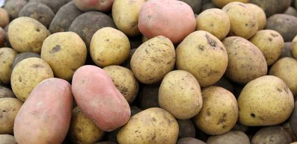 Можно ли телят кормить сырой картошкой