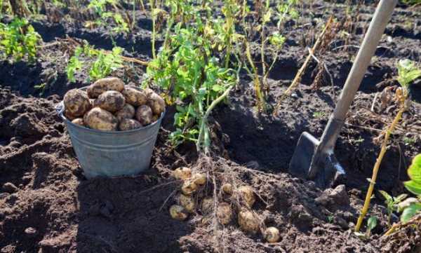 Надо ли перекапывать землю осенью под картошку