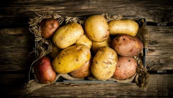 Почему гниет картошка при хранении