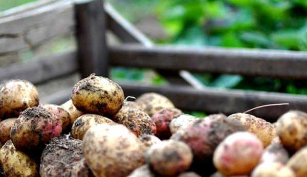 Почему картошка растрескивается в земле
