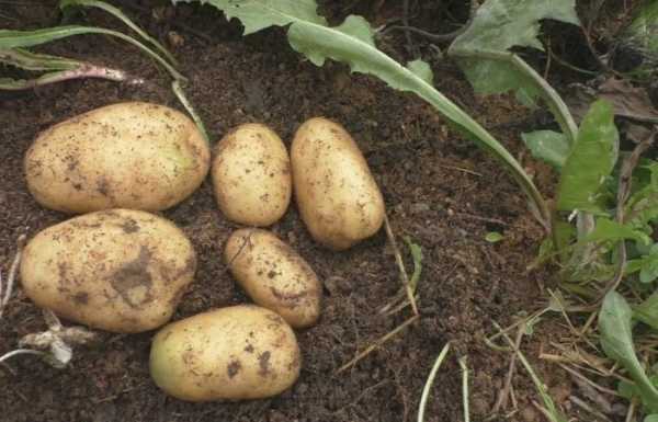 Посадка картошки без перекопки земли