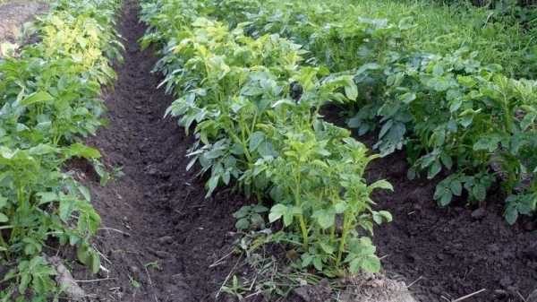 Растет ли картошка после скашивания ботвы