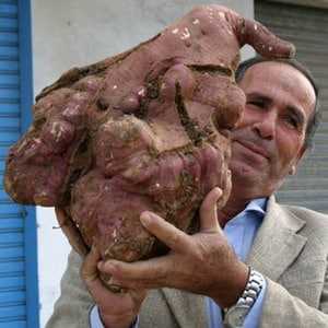 Самая большая в мире картошка