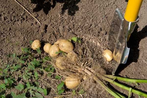 Сколько дней должна расти картошка