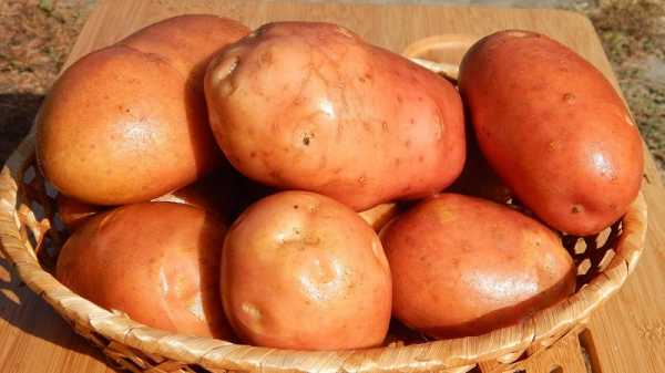 Сколько стоит кило картошки