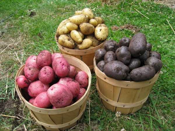 Сколько весит 10 литровое ведро картошки