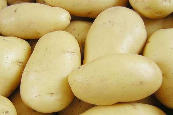 Сорт картошки гранада