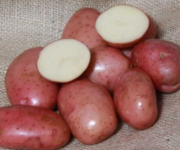 Сорт картошки леди ред