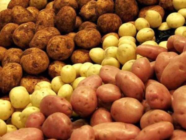 Сорта картошки для сибири