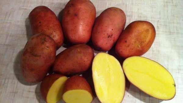 Сорта картошки для жарки