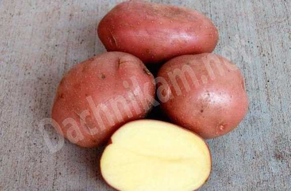 Картошка Красная Сорта И Фото