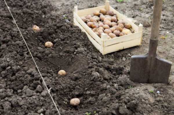 В какой день садить картошку